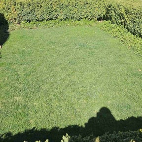 lawn care services by Choice Specialties LLC reviewed on April 29, 2024