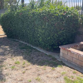 Bush Trimming by Metroscapes Lamdscaping Services reviewed on October 19, 2025