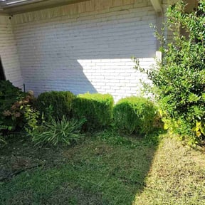 Bush Trimming by cleancut lawns reviewed on November 24, 2025