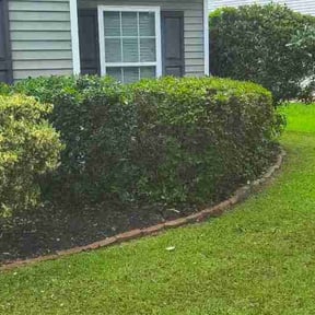 Bush Trimming by DLS Lawn Service reviewed on May 29, 2026