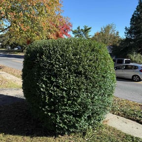 Bush Trimming by Richard Kidman reviewed on October 22, 2025