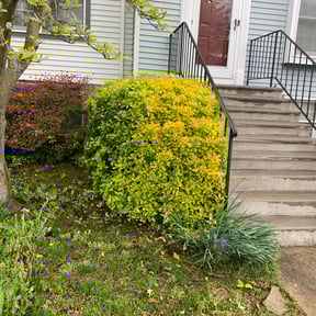 Bush Trimming by Tru Lawn Cuts LLC reviewed on July 19, 2023