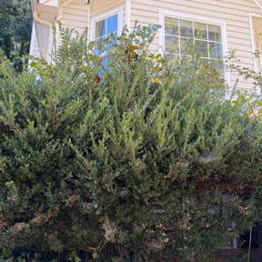 Bush Trimming by BG landscaping reviewed on October 23, 2025