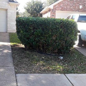 Bush Trimming by Catalan reviewed on April 20, 2024