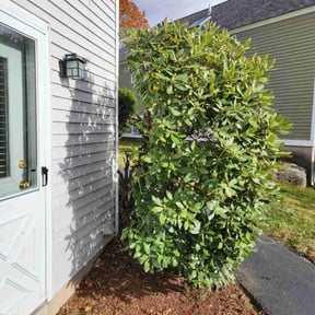 Bush Trimming by DJs Landscaping reviewed on December 8, 2025