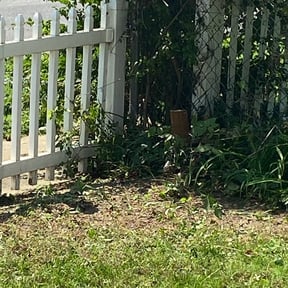 Bush Trimming by Warriors lawnscaping reviewed on August 21, 2025