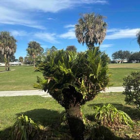 Bush Trimming by Smock Lawncare &amp; Maintenance reviewed on December 16, 2025