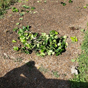 Bush Trimming by Luxury & Quality Lawn Care reviewed on August 14, 2025