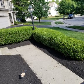 Bush Trimming by Johnsons Family Roof Repair LLC reviewed on August 15, 2025