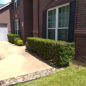 Bush Trimming by Three Palms landscaping service reviewed on August 16, 2025