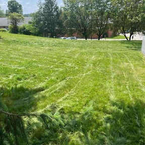 turf care by Olguin Property Management reviewed on April 22, 2024
