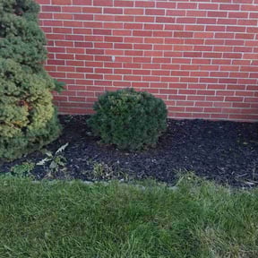 Bush Trimming by B &amp; G Lawn Care reviewed on November 9, 2025