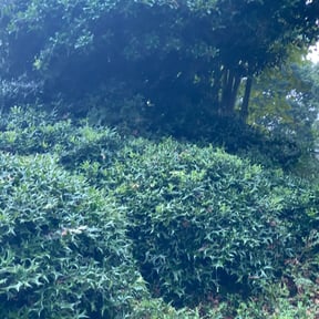Bush Trimming by Green landscapes & Paver installer reviewed on August 16, 2025