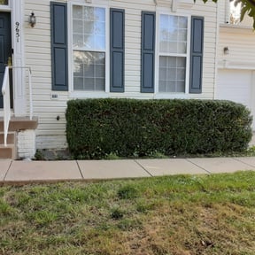 Bush Trimming by Kuill Electric Lawn Care, L.L.C. reviewed on August 20, 2025