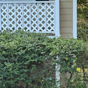 Bush Trimming by Mike’s mowing and property maintenance reviewed on October 18, 2025