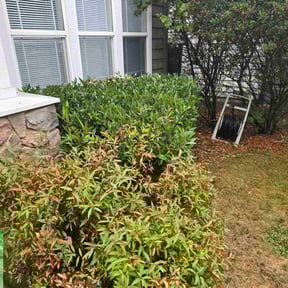 Bush Trimming by Overtime landscaping  reviewed on November 8, 2025