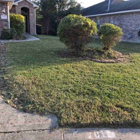 Bush Trimming by Marshall lawn reviewed on November 23, 2025