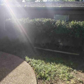Bush Trimming by All season Lawnscape reviewed on June 18, 2026