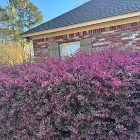 Bush Trimming by Jte lawncare reviewed on March 14, 2026