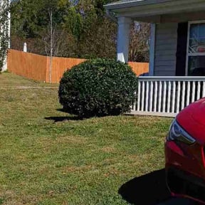 Bush Trimming by True care lawn company reviewed on October 19, 2025