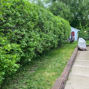 Bush Trimming by Maryhaven farm reviewed on August 18, 2025