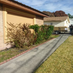 Bush Trimming by Ramon Moreno reviewed on October 27, 2024