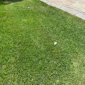 Leaf Removal by The Quiet Guys reviewed on June 14, 2026