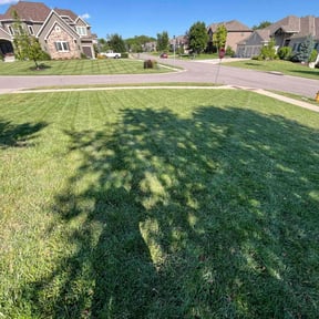 turf care by The Lawn Cypress reviewed on August 19, 2025