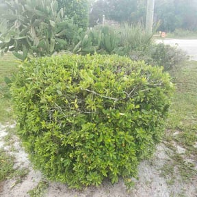 Bush Trimming by Kai Lawn Services reviewed on August 18, 2025