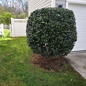 Bush Trimming by Mopez Mowing and more reviewed on November 24, 2025