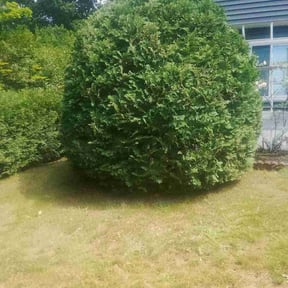 Bush Trimming by A&amp;S Landscaping and Snow Removal reviewed on June 13, 2026