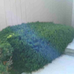 Bush Trimming by Murphys Lawn Care LLC reviewed on August 20, 2025