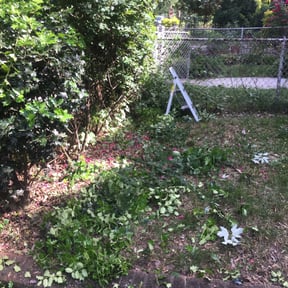 Bush Trimming by Patriot Blades Lawn Co. reviewed on August 15, 2025