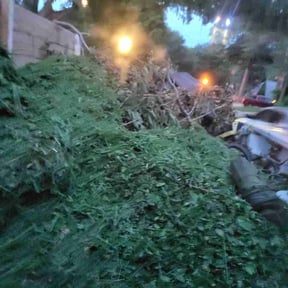 Bush Trimming by A. Jay’s landscaping reviewed on August 3, 2026