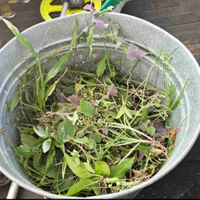 Flower Bed Weeding by Rodriguez Lawn Care LLC reviewed on December 2, 2025