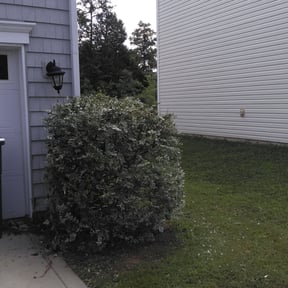 Bush Trimming by Turfbound Landscape, LLC reviewed on November 9, 2017