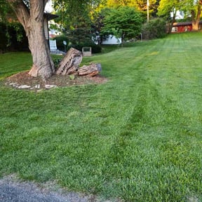 lawn maintenance by MY Landscaping & Lawn Care reviewed on August 1, 2024