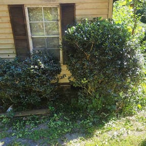 Bush Trimming by Fixing futures reviewed on October 24, 2025