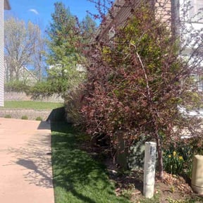 Bush Trimming by P.R.T. Landscaping reviewed on August 19, 2025