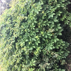Bush Trimming by PineCrest Landscaping LLC reviewed on August 16, 2025