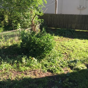 Bush Trimming by Triple Diamond Landscaping reviewed on May 7, 2024