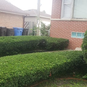 Bush Trimming by Chris Wimler reviewed on August 18, 2025