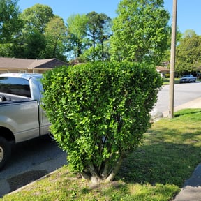 Bush Trimming by TS LAWN CARE LLC reviewed on August 19, 2025
