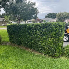 Bush Trimming by james lawn service reviewed on August 15, 2025