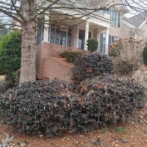 Bush Trimming by Yard Dr. LLC reviewed on May 23, 2026