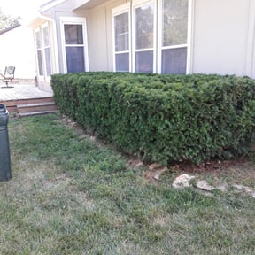 Bush Trimming by Better Business Professionals  reviewed on August 21, 2025