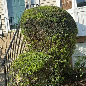Bush Trimming by Lano mowing reviewed on August 17, 2025