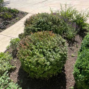 Bush Trimming by JA lawn care reviewed on June 25, 2026