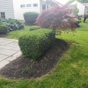 Bush Trimming by Triple Crown Landscape reviewed on August 15, 2025