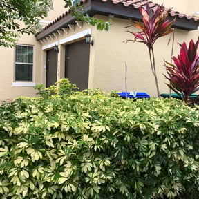 Bush Trimming by Metro home services reviewed on August 19, 2025